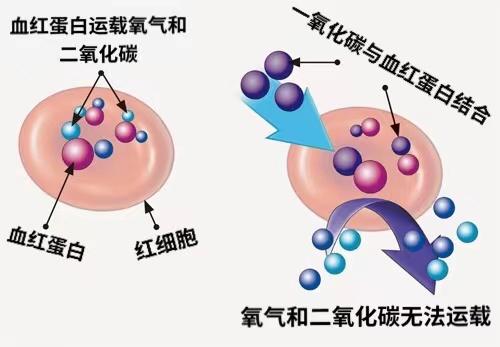 氧合血红蛋白示意图图片