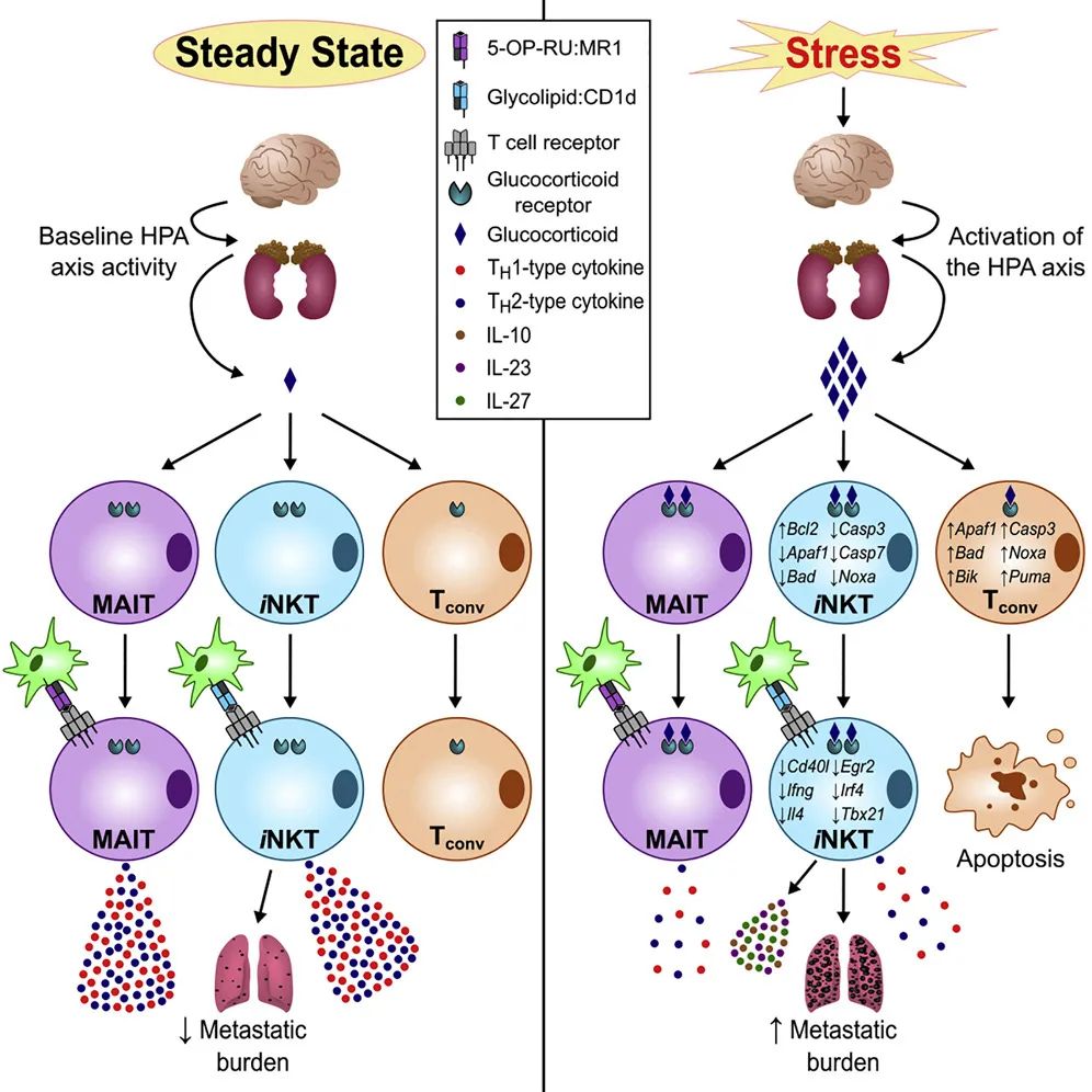 激素是免疫抑制还是增强免疫 545.jpg