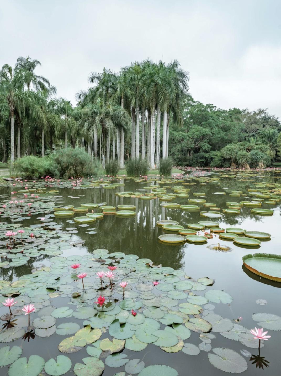 中科院西双版纳植物园的水生植物园,王莲,棕榈,竹筏,如诗如画.