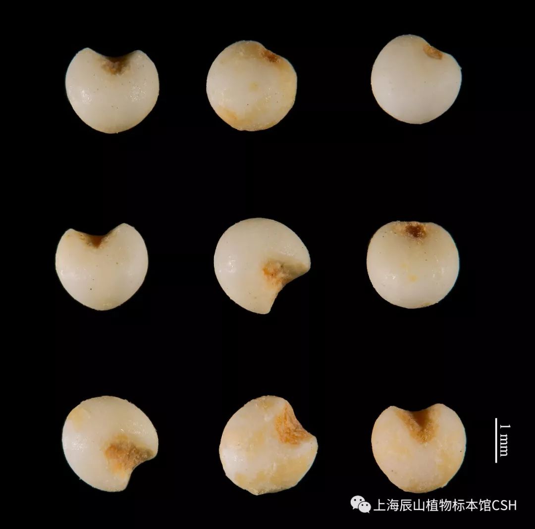 不只好喝,快来看看腊八粥里的大花样!_澎湃号·政务_澎湃新闻-The Paper