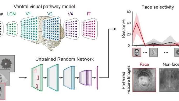 Nature子刊：未经训练的神经网络也可以进行人脸检测