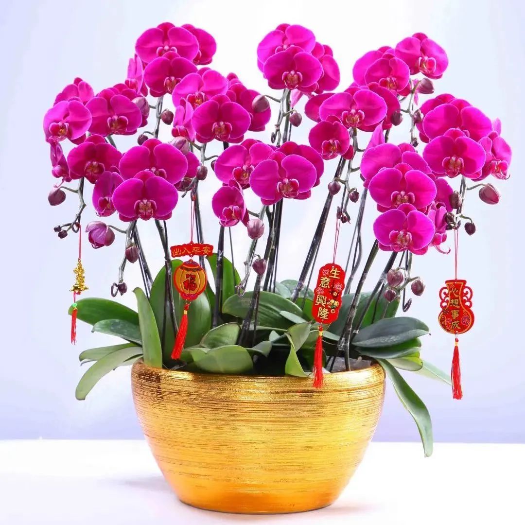 年花开售线上线下都有安排