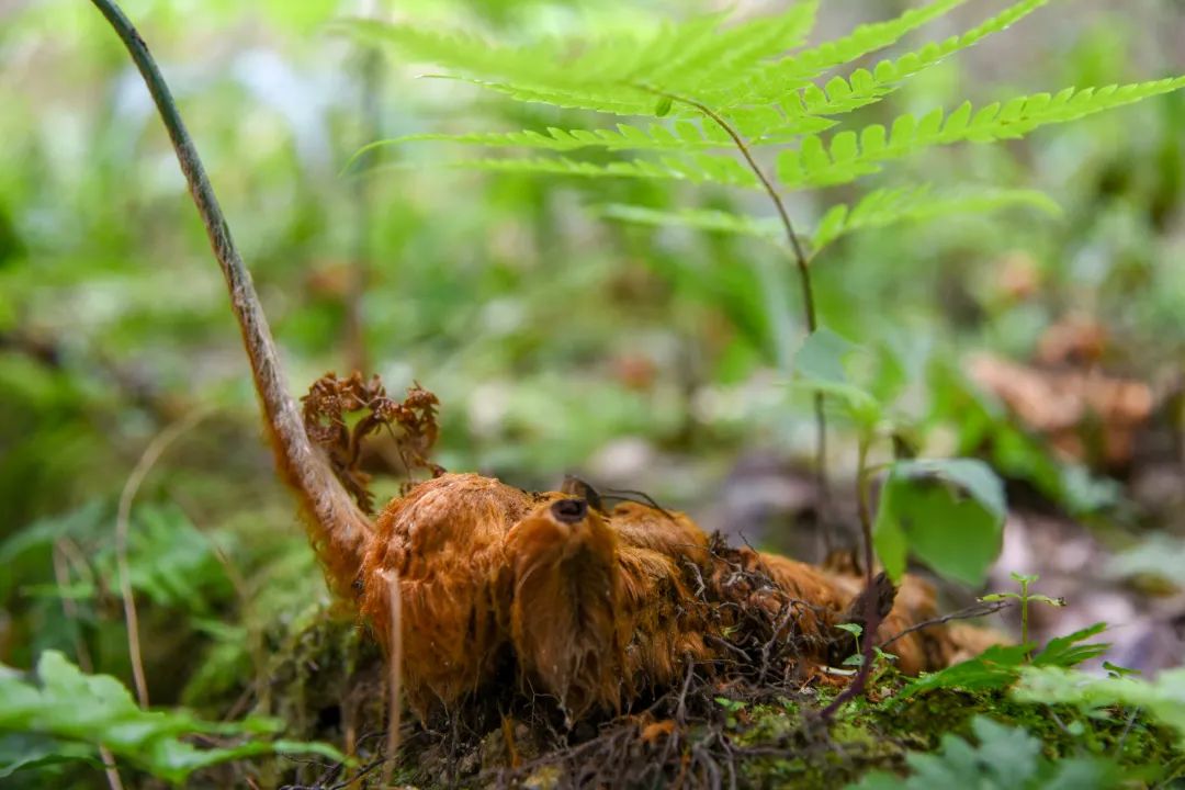 金毛狗蕨生长环境图片