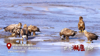 看！四川阿坝县阿曲河畔5G镜头里的“白尾海雕”