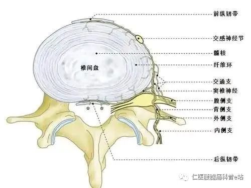 腰间盘结构图图片