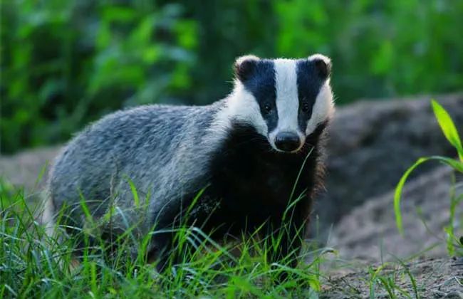 但别小瞧了这个小野兽它们可是出了名的性情凶猛狗獾有在洞里冬眠习性