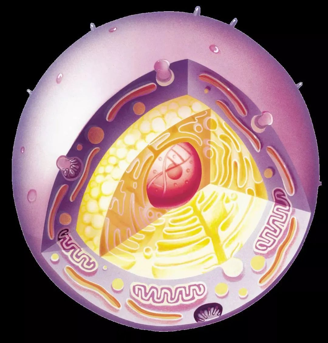 科学奥秘细胞的精美超清大图