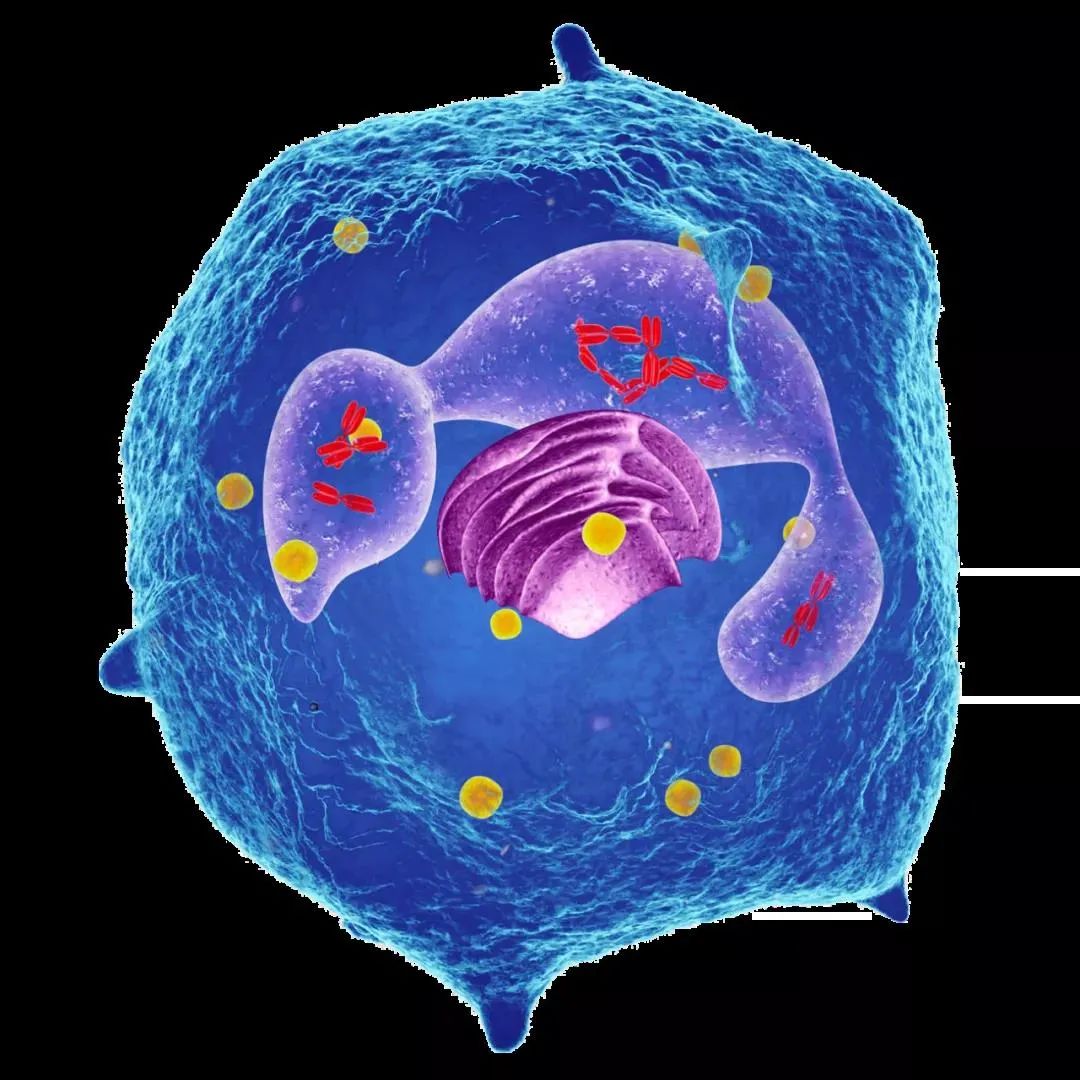 科学奥秘｜细胞的精美超清大图_澎湃号·政务_澎湃新闻-The Paper