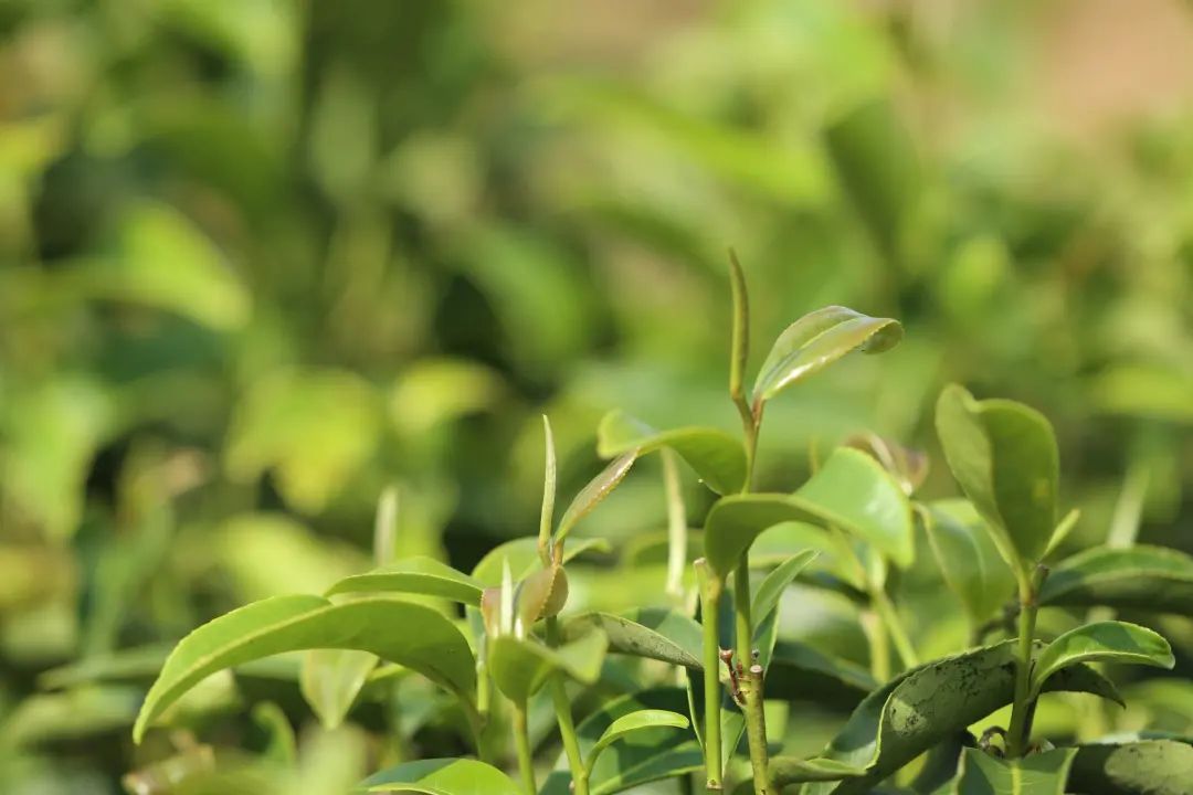 可可茶茶樹資源由植物分類學家張宏達教授發現,並在1981年根據曾沛