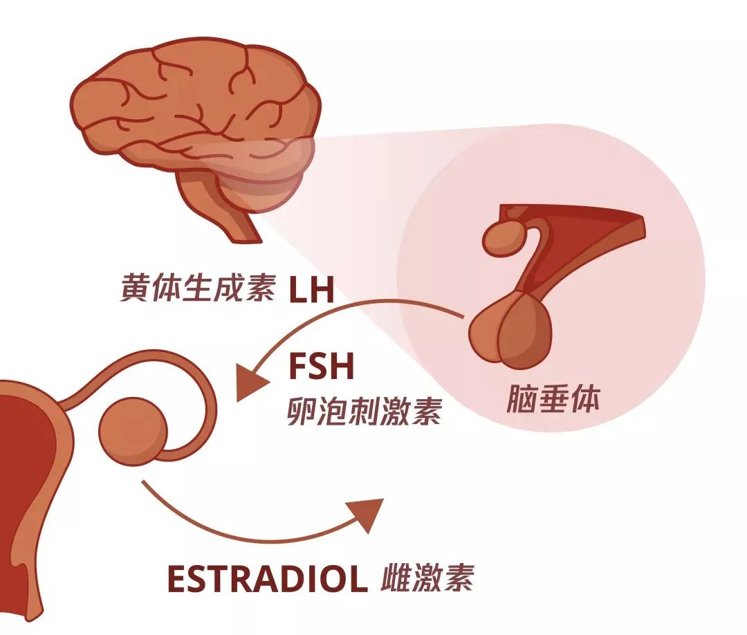 月经不调去看病，医生却说我脑袋里可能长了个瘤？