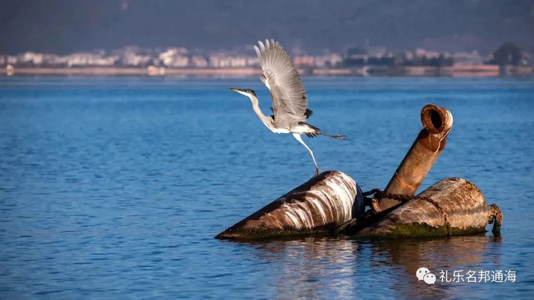 一线动态退减调治管治理杞麓湖玉溪市通海县这样干