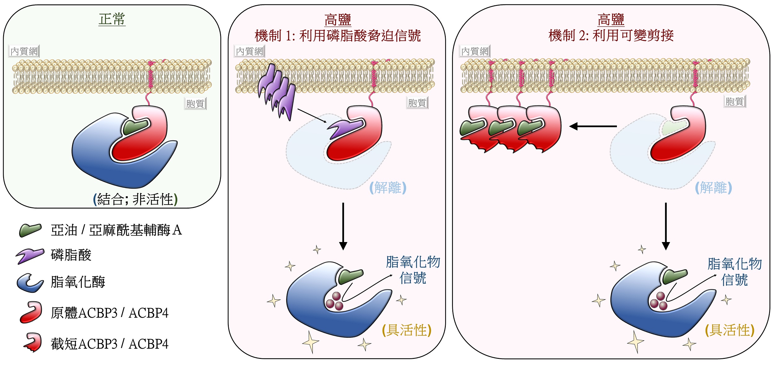 在正常條件下,原體acbp3/acbp4與亞油/亞麻酰基輔酶a及脂氧化酶結合