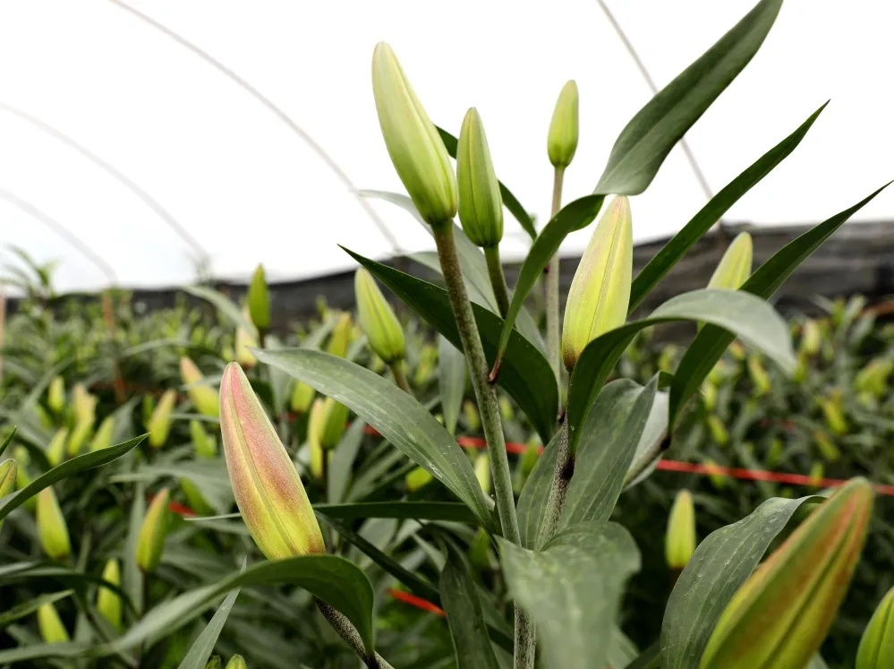 四处"张望"一朵朵淡粉色的花苞郁郁葱葱的香水百合映入眼帘走进宾亨镇