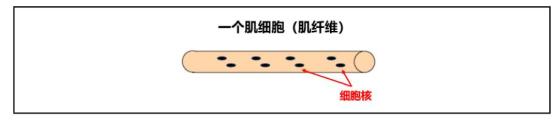 第二,多核的肌细胞,本身不分裂,也不增生.