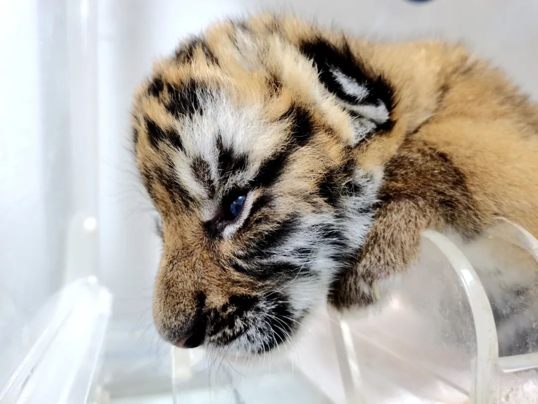 快看萌虎孖宝睁眼看世界啦内附一波萌图