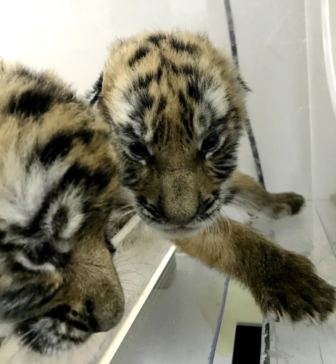 快看萌虎孖宝睁眼看世界啦内附一波萌图