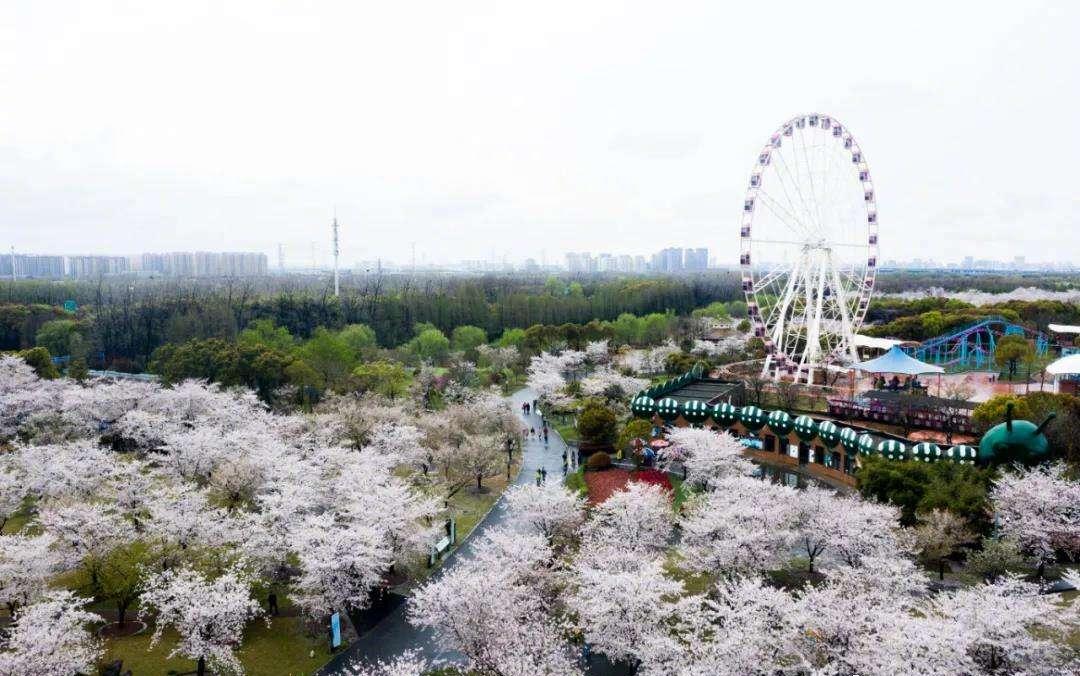 所以这个时候去公园,也许会有意想不到的收获呢~顾村公园站—难忘的不
