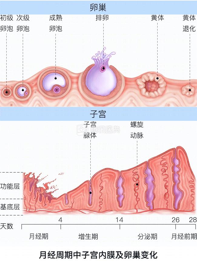 月经量少，真的会影响怀孕吗？这种情况要当心(图4)