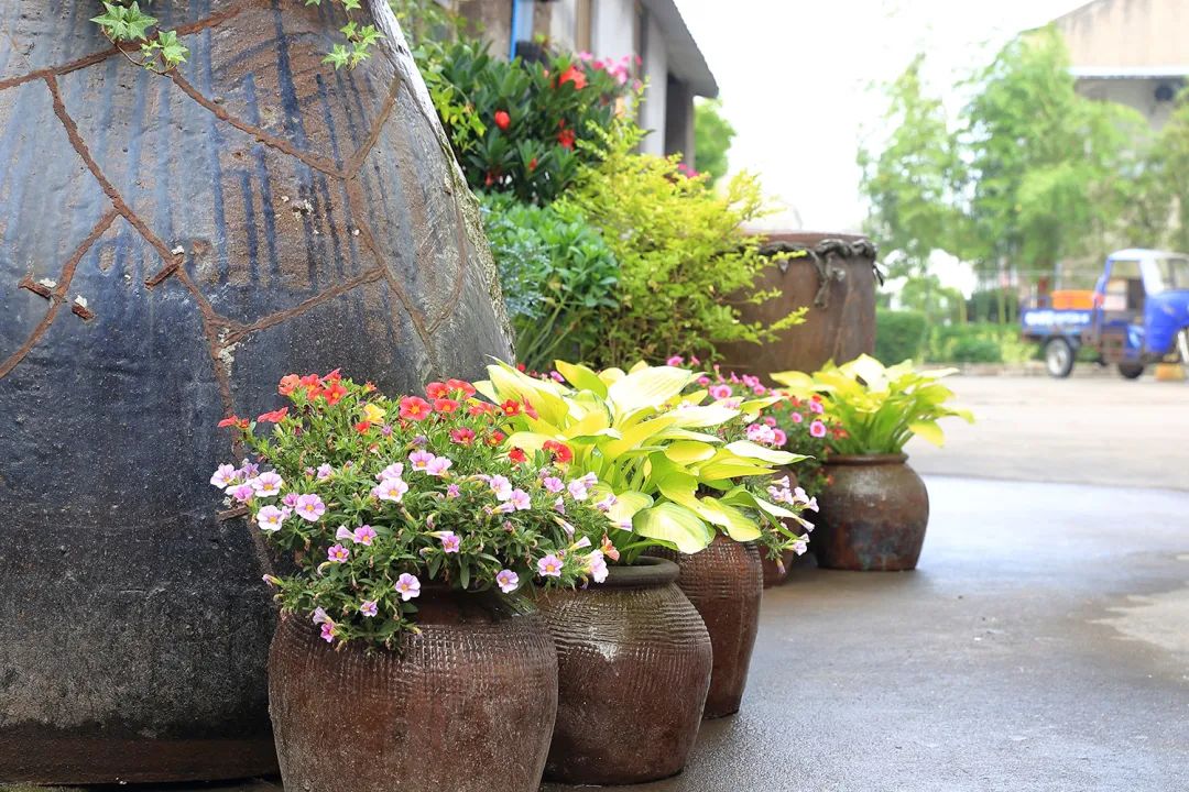 美丽庭院 | 好中选优,晋级制打造美丽庭院慈溪样板(一)