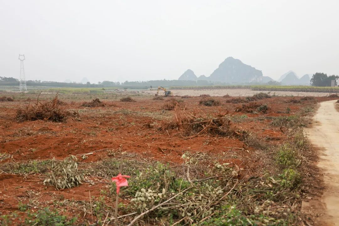 全区桉退蔗进工作现场会在武宣县召开