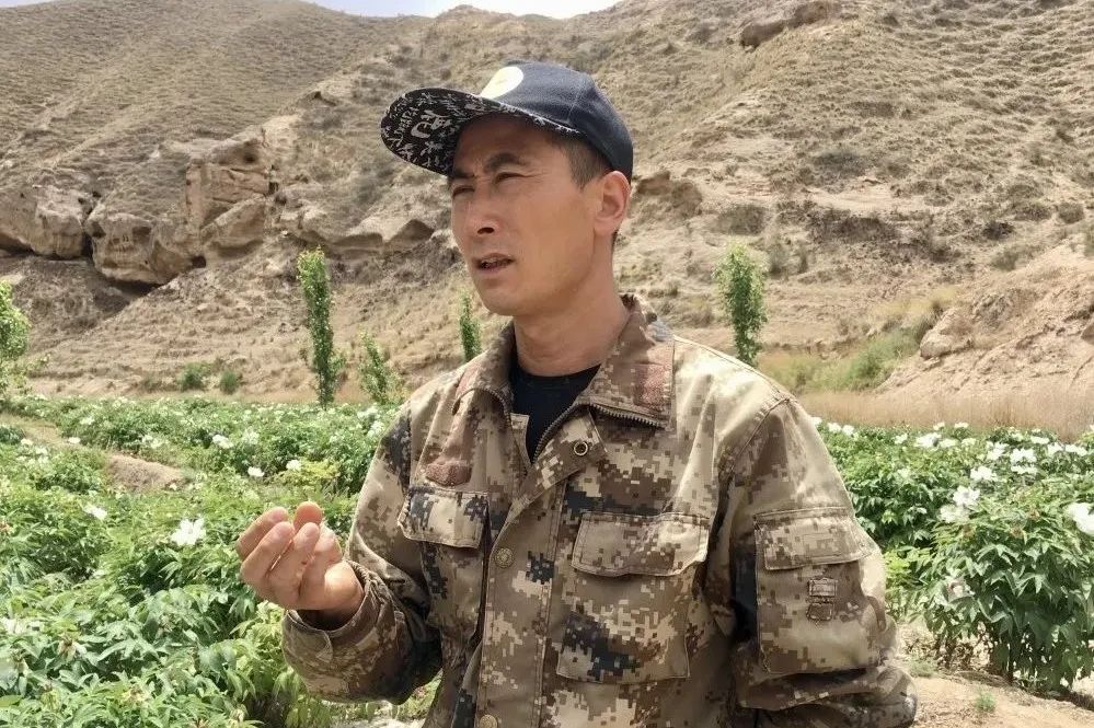 流转撂荒土地种植油用牡丹等作物王福辉下决心领办农民专业合作社在与