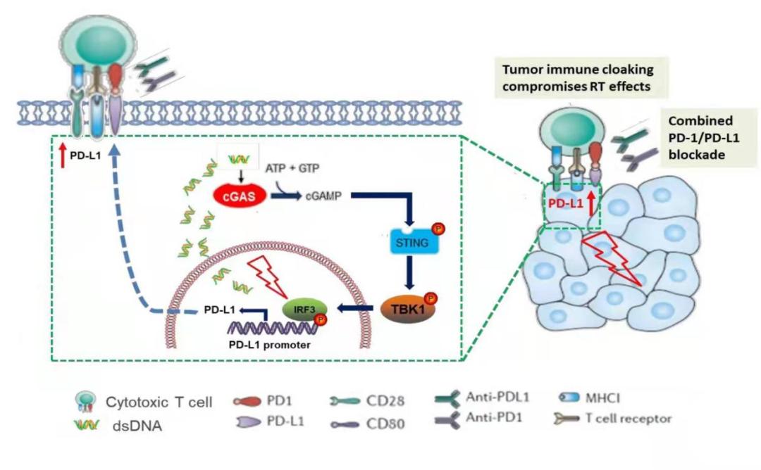 分子(cgas-sting)通路,激活下游絲氨酸/蘇氨酸蛋白激酶tank結合激酶1