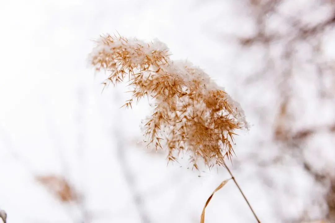 冰雪奇緣塞北燕山雪花大如席明月幾時有94