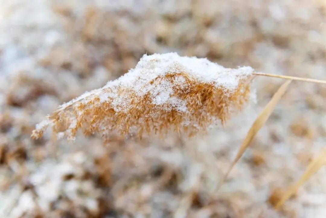 冰雪奇缘塞北燕山雪花大如席明月几时有94
