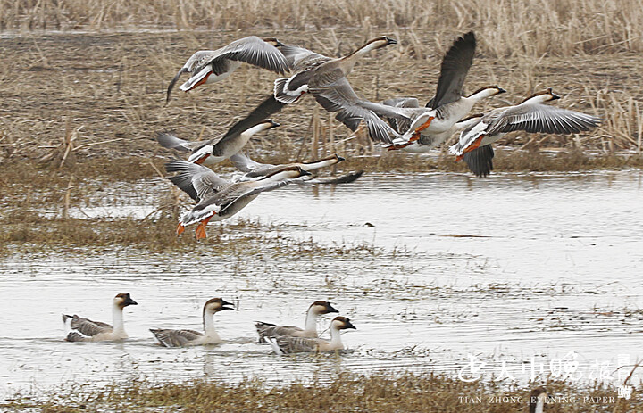 一道亮丽风景美丽雁鹅翩翩起舞宿鸭湖
