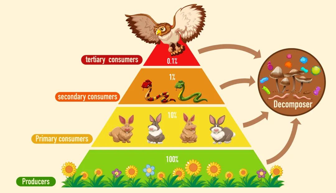 生物学中有一个基本概念:营养级(trophic level)——指生物在食物链中