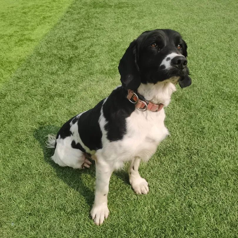 潜力担当:帅帅76史宾格犬年龄:4岁高光时刻:2021年全国消防搜救犬