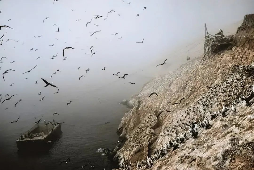 南美秘鲁等国家的小岛,也拥有巨大的鸟粪资源