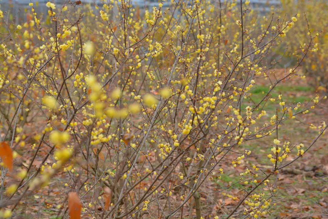 中江有处腊梅秘境很多人还不知道