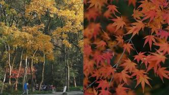 身处江南，如何将秋冬风景拍出柔润胶片感？