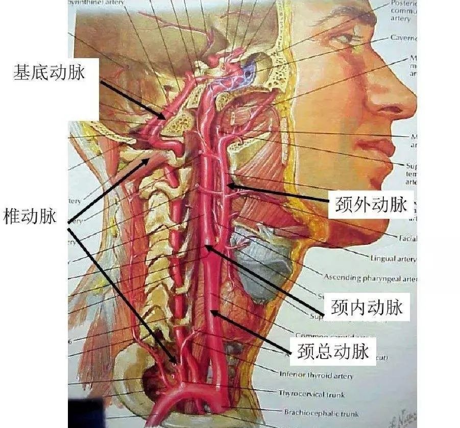 看清楚腦血管如何選最合適檢查