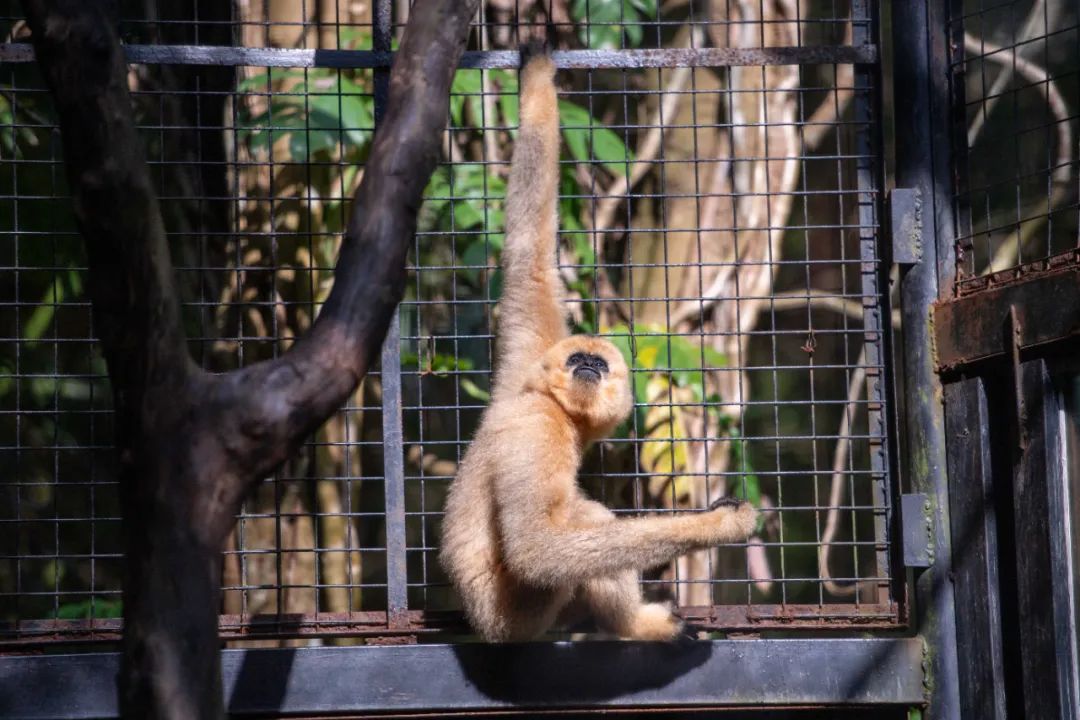 海南野生动物园举行迎接北白颊长臂猿欢迎仪式