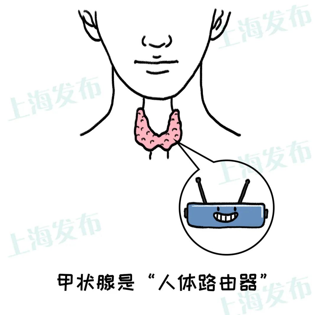 医聊甲状腺是人体路由器生病对健康到底有什么影响