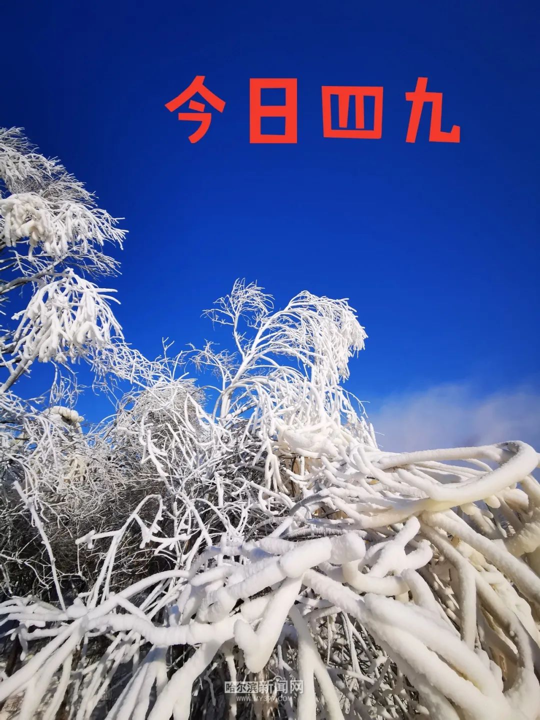 17日是农历四九,2022-01-17 12:13哈尔滨新闻网官方澎湃号哈尔滨新闻