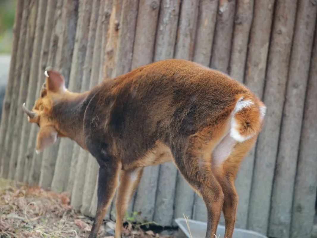 动物的尾巴有何用快去开发一下
