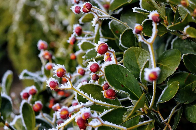 图文移风店镇雾凇美景如诗如画