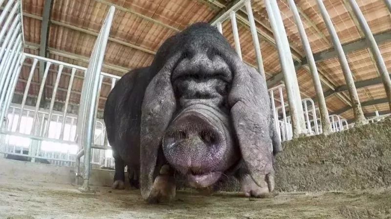 崇明沙乌头猪究竟好在哪