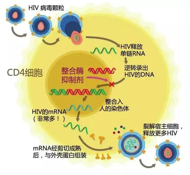 艾滋病的发病机制图解图片