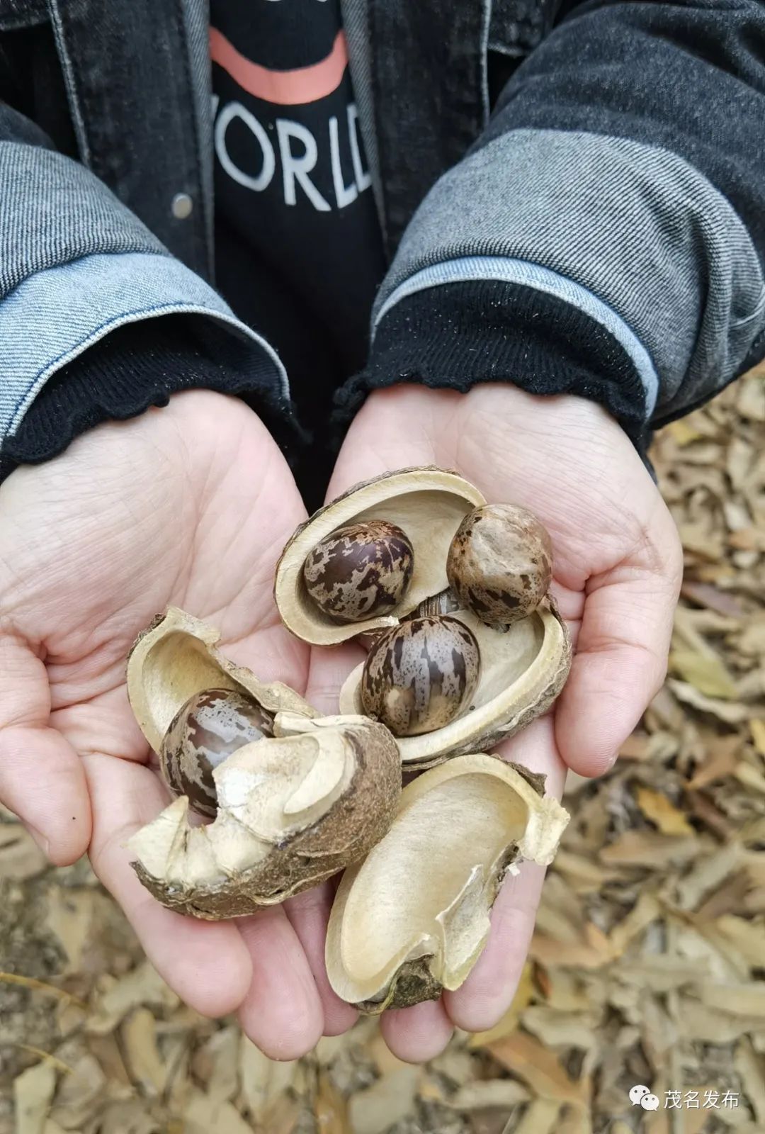 不可错过冬日的茂名橡胶林藏着惊艳红叶彩林