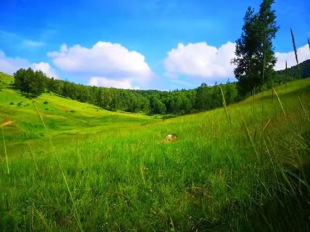 千山竞秀映照着大地碧绿的成色万木参天舞动着妖冶娴都的姿色水天呼应