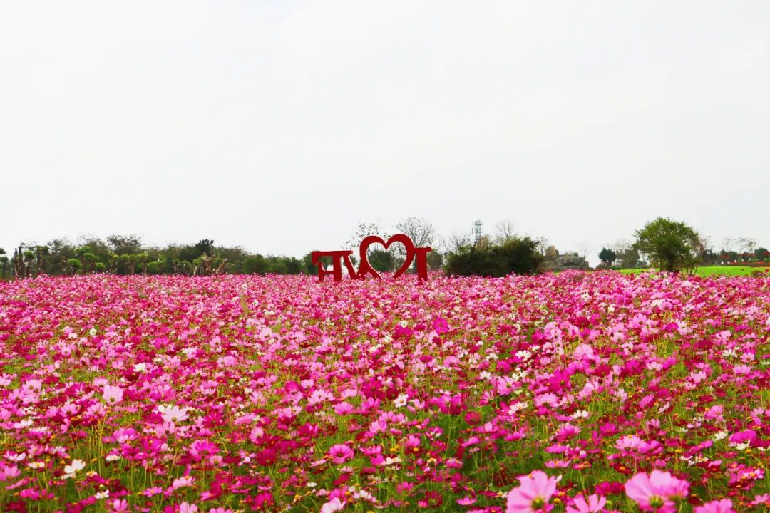 昌江花海景区图片