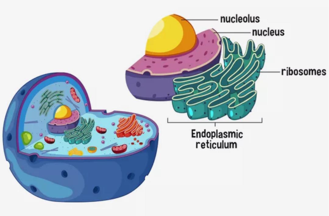 核糖体图示图片