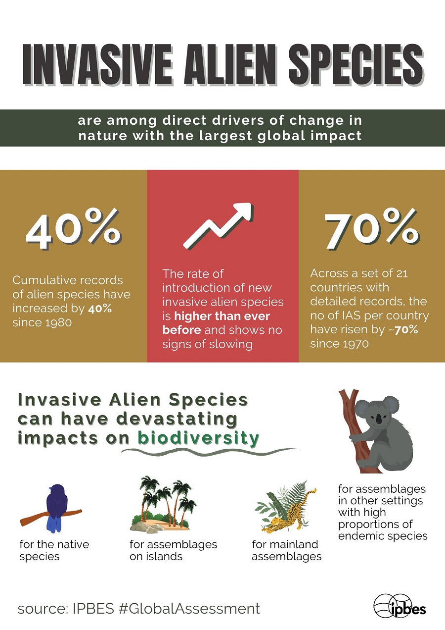 外来入侵物种（ias）堪称自然变化的罪魁祸首 Ipbes全球评估澎湃号·政务澎湃新闻 The Paper