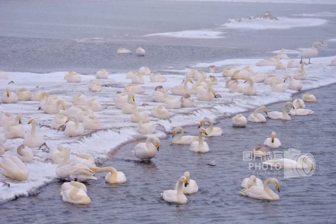 每一次振翅都是為了飛得更高風雪中的大天鵝用生命演繹最美風景這份家