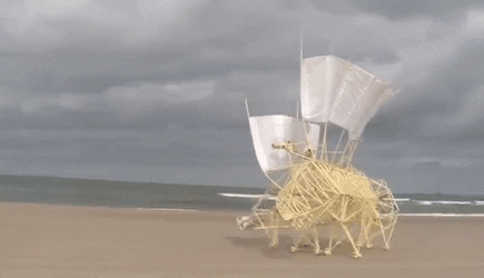 地球新物种惊现海边幕后黑手竟是这位艺术家