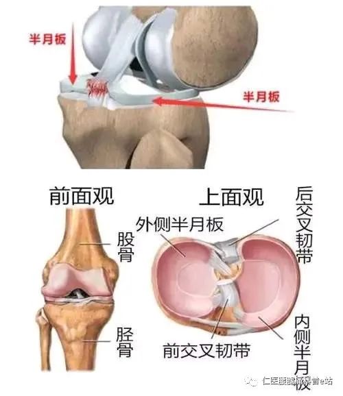 膝关节后面观图片